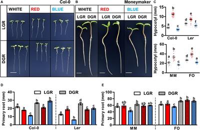 Frontiers Regulation of Early Plant Development by Red and Blue